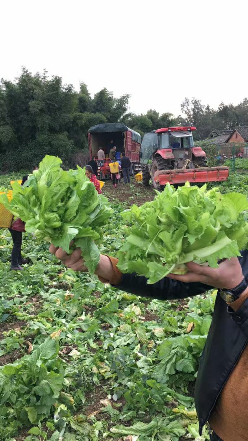 四川成都彭州精品基地儿菜可毛菜可净儿可净菜