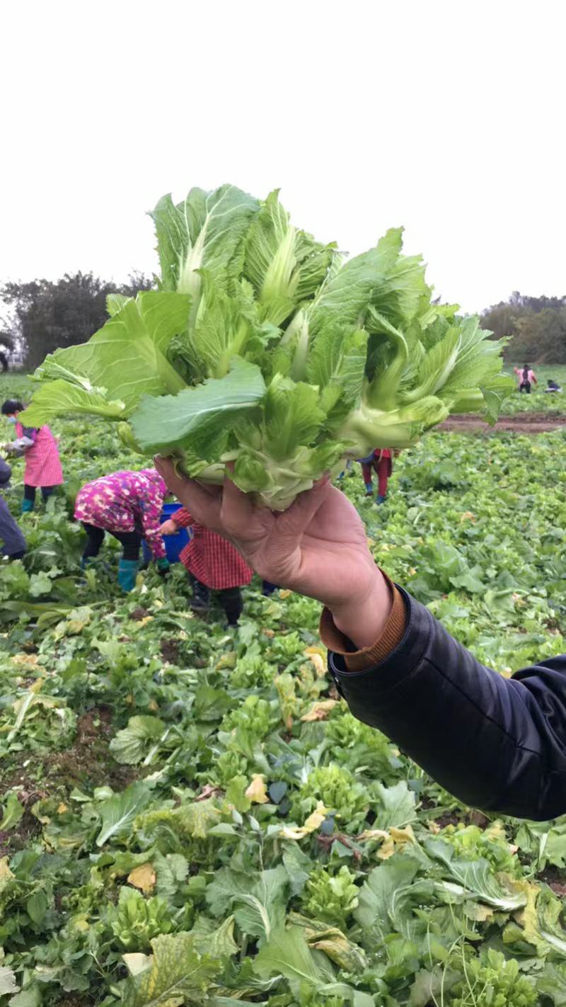 四川成都彭州精品基地儿菜可毛菜可净儿可净菜