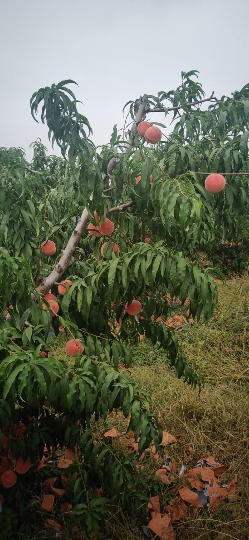 山东沂蒙山夏甜红桃，离核的，这个这么上离核桃子上千亩。