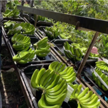 云南西双版纳.香蕉大量上市对接市场超市电商加工厂