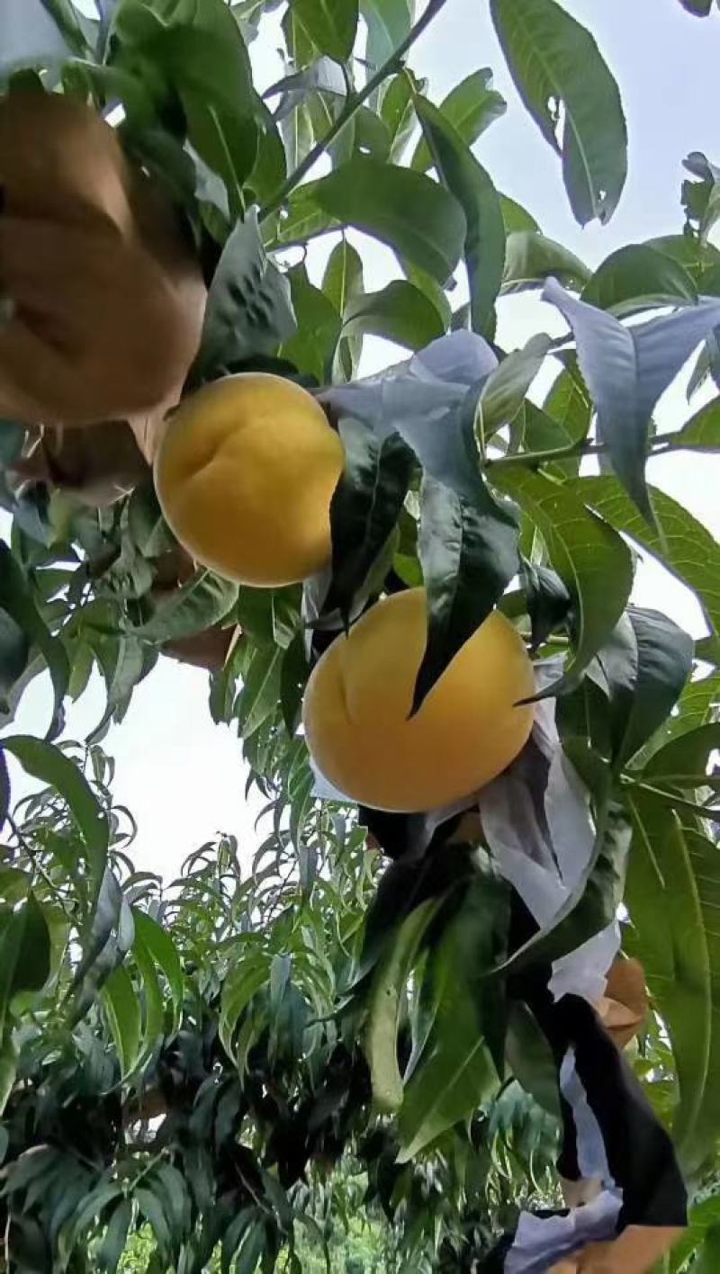 山东沂蒙山金皇后黄毛桃，肉质果，数量巨大。