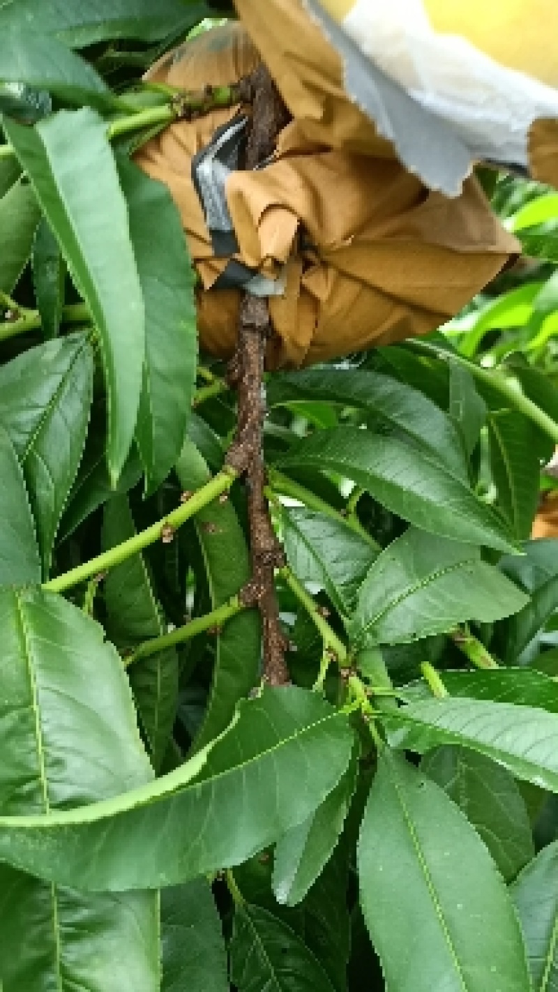 山东沂蒙山金皇后黄毛桃，肉质果，数量巨大。