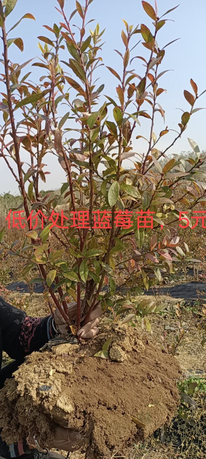 莒南县蓝莓苗，南方品种，北方品种。品种保证。