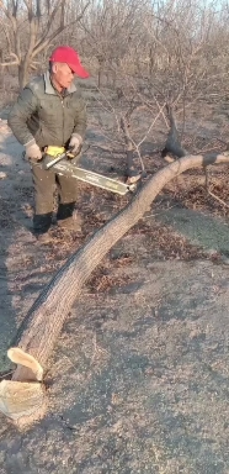桑木锯末，野生纯桑木，桑黄菌类种植可以用