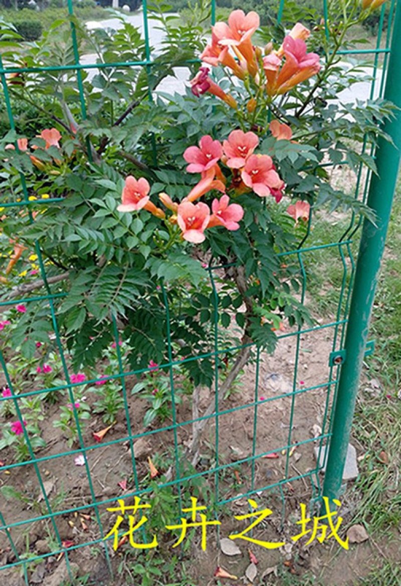 凌霄花苗攀援花卉盆栽老桩别墅庭院绿化爬藤植物室内外四季开