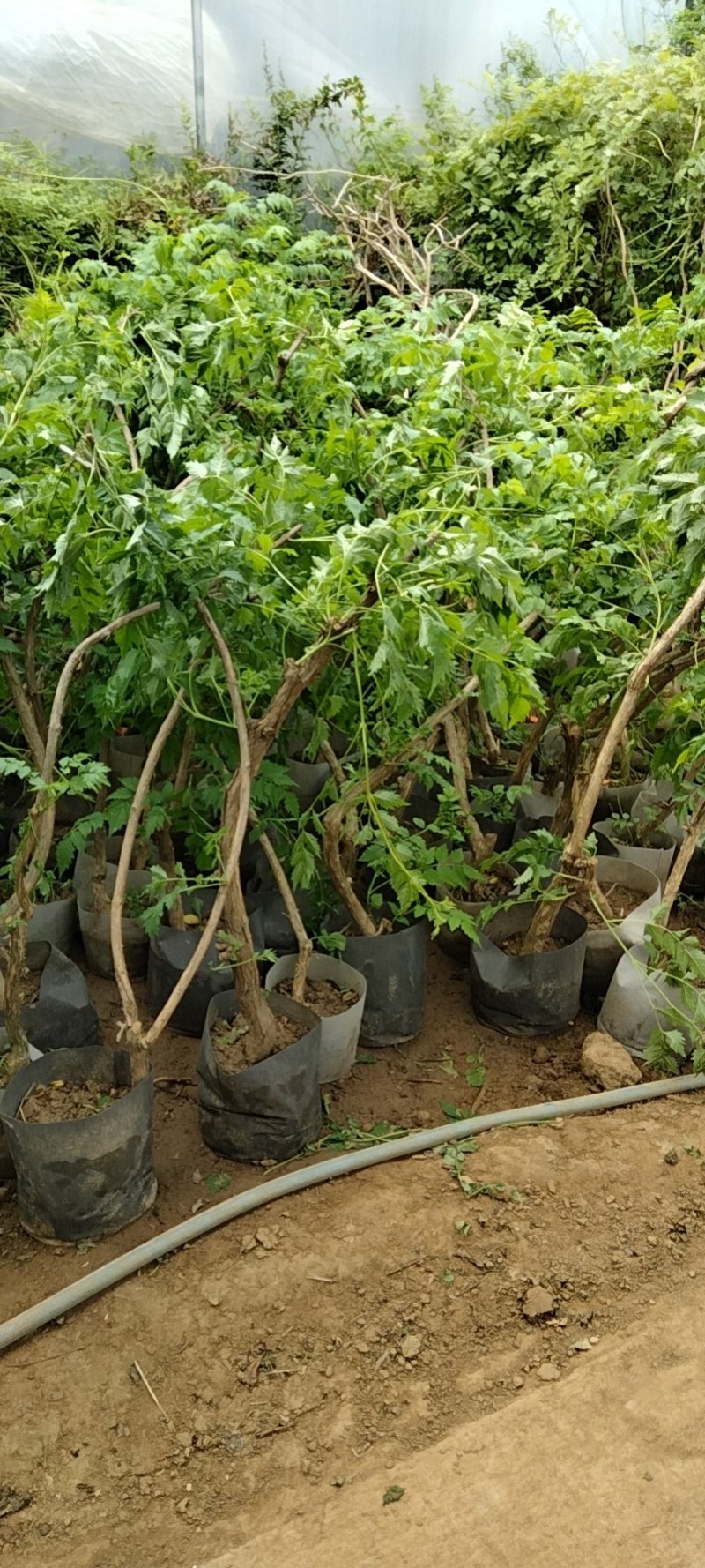 凌霄花苗攀援花卉盆栽老桩别墅庭院绿化爬藤植物室内外四季开