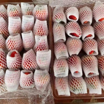 丹东99草莓奶油草莓红颜草莓一件代发市场批发电扇