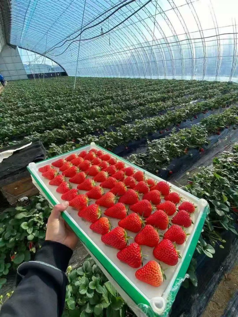 丹东99草莓奶油草莓红颜草莓一件代发市场批发电扇
