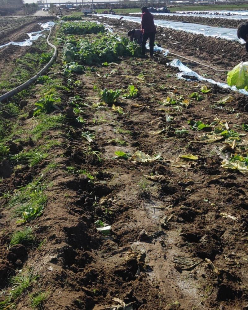 精品油绿大白菜新乡小包大量上市中基地种植大量现货