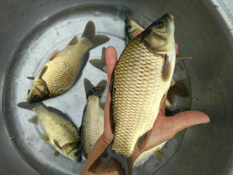 黄金鲫鱼，可长期供应钓场