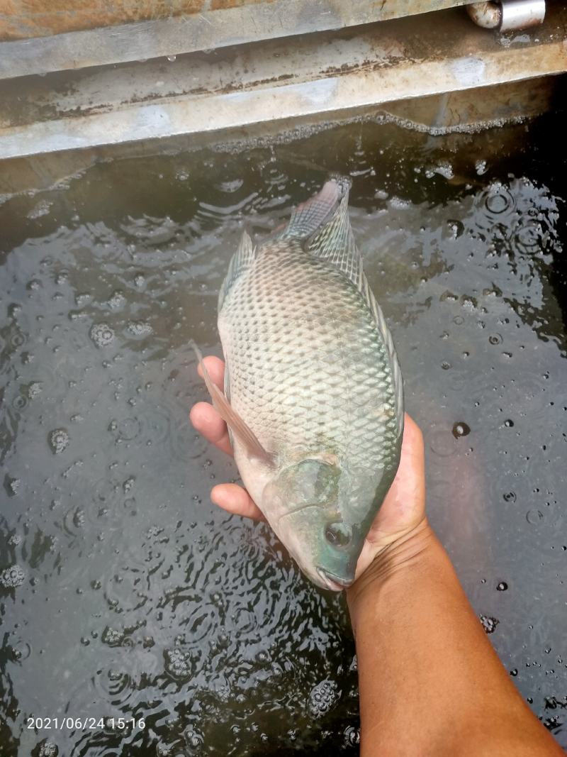 黄金鲫鱼，可长期供应钓场