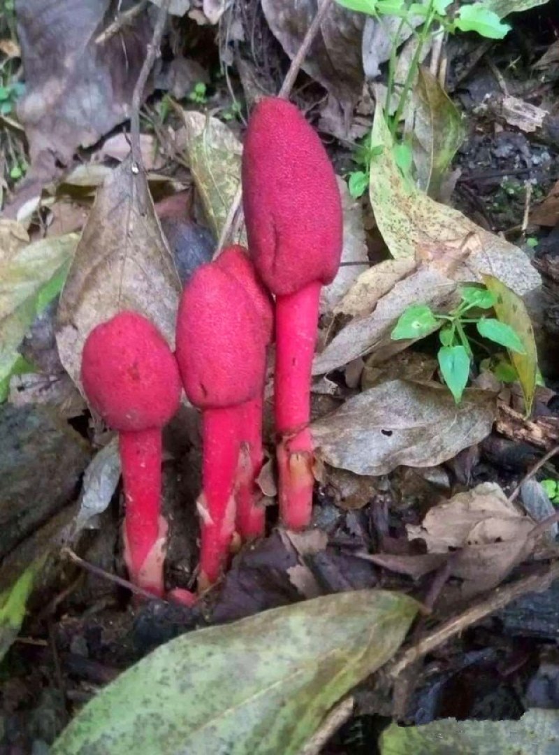 回春草