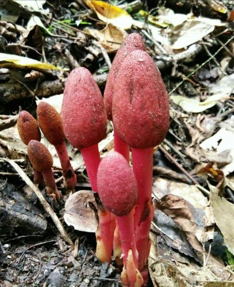 回春草