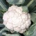 小米粒白面青梗有机菜花2~3斤散花乳白