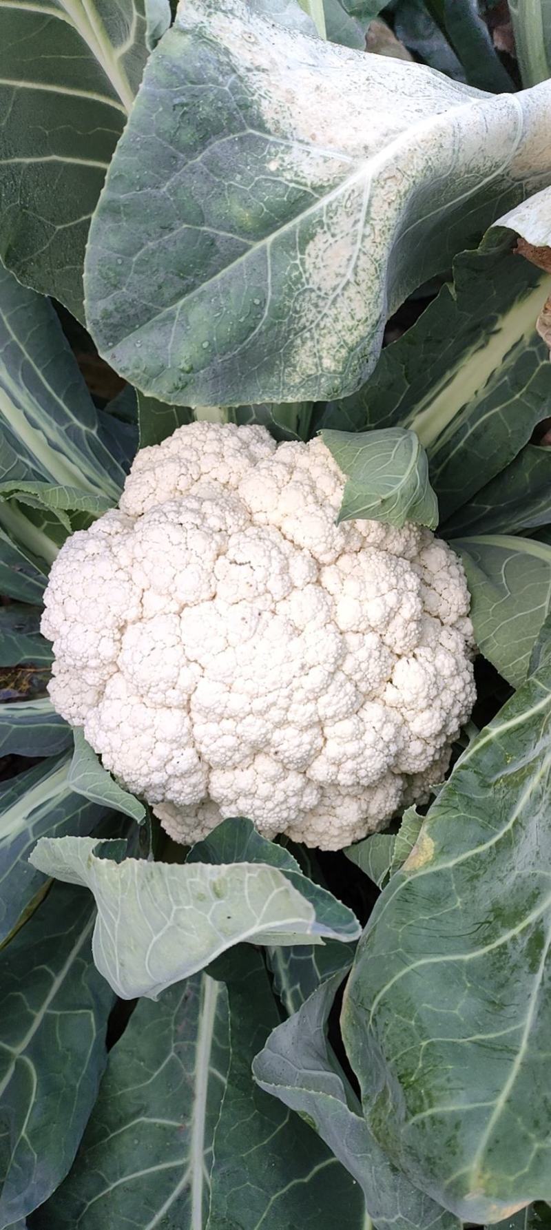 小米粒白面青梗有机菜花2~3斤散花乳白