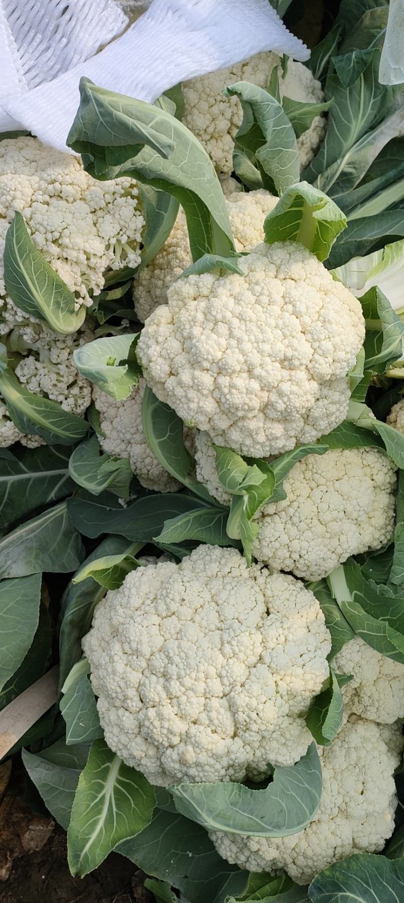 小米粒白面青梗有机菜花2~3斤散花乳白