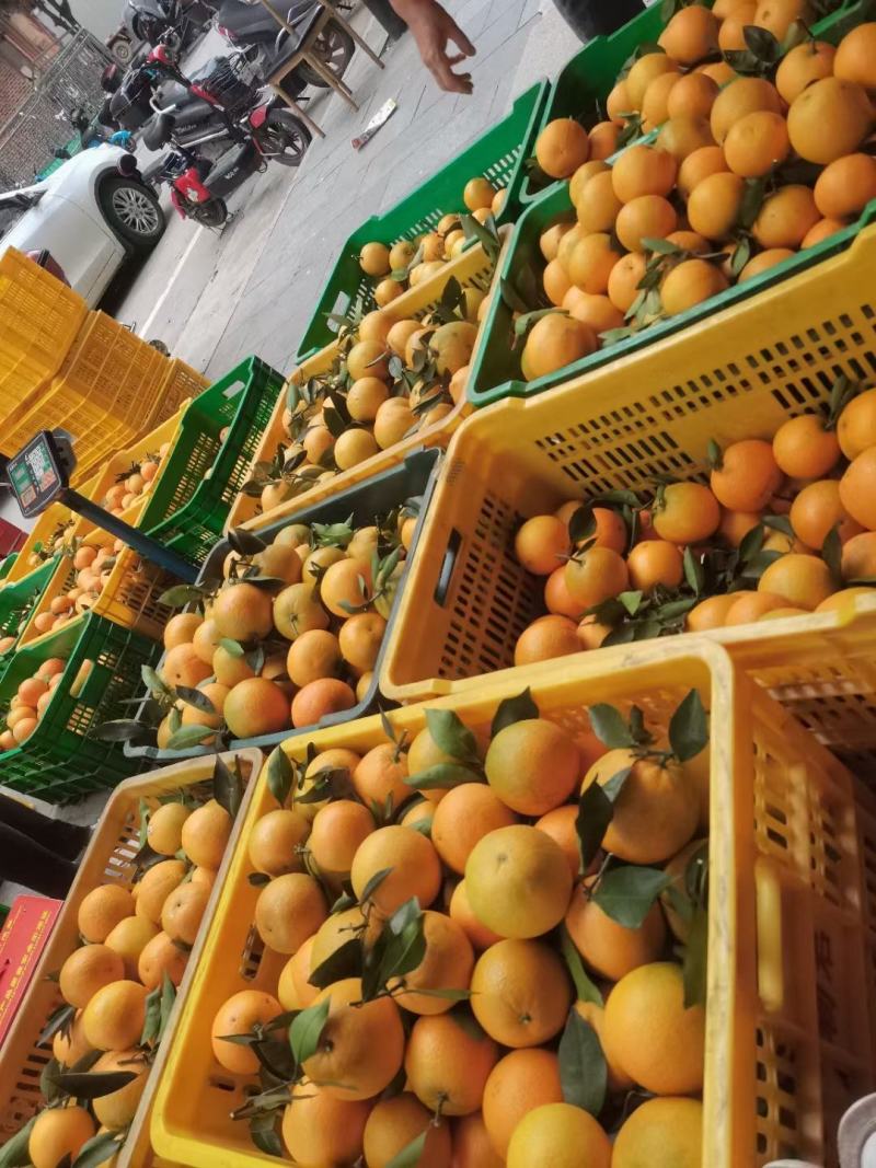 广西富川脐橙皮薄多汁，自家果园，现摘现发
