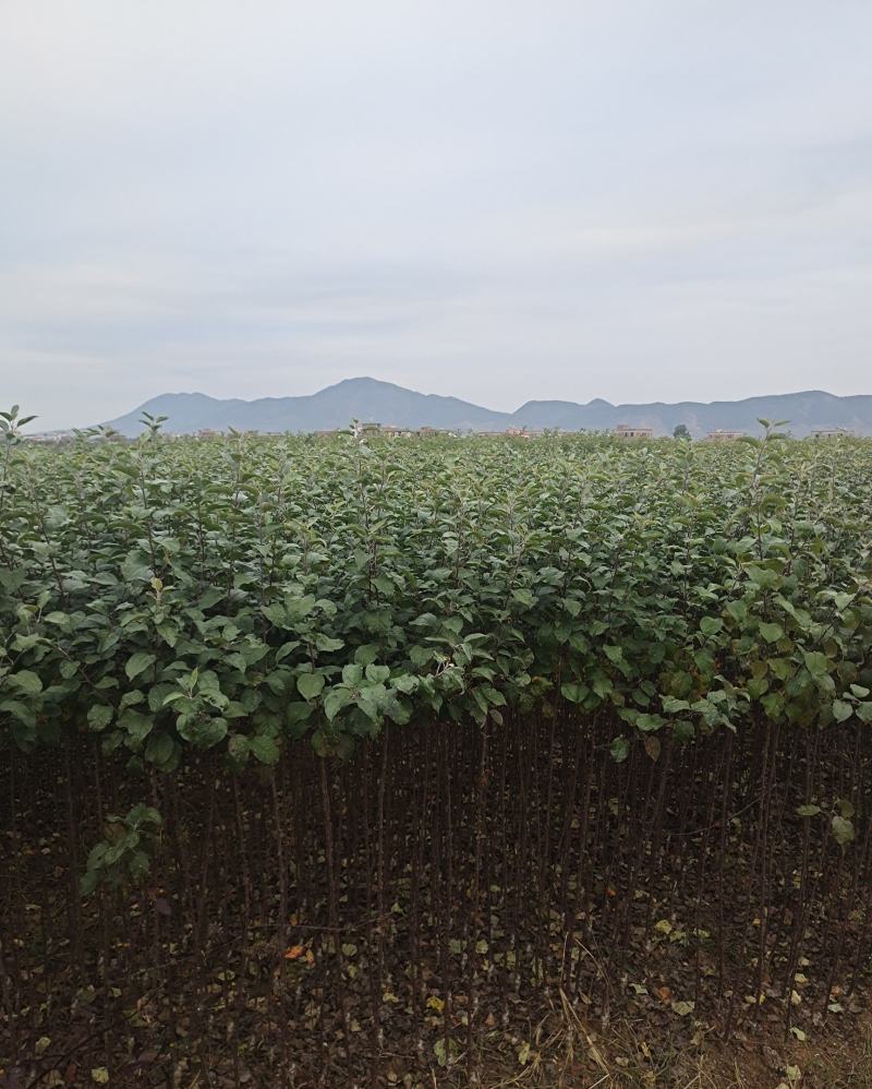 冰糖心苹果树苗，常年培育各种早中晚熟优质品种苹果树苗