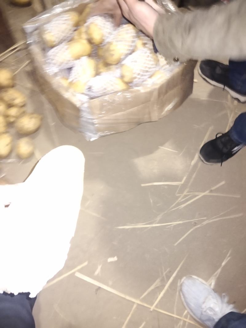 莒县荷兰十五土豆，产地批发价格低，优质供应商可视频看货