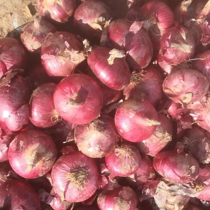山东莒洋葱产地价格，80起步质量好电商发货，蔬菜批发市场