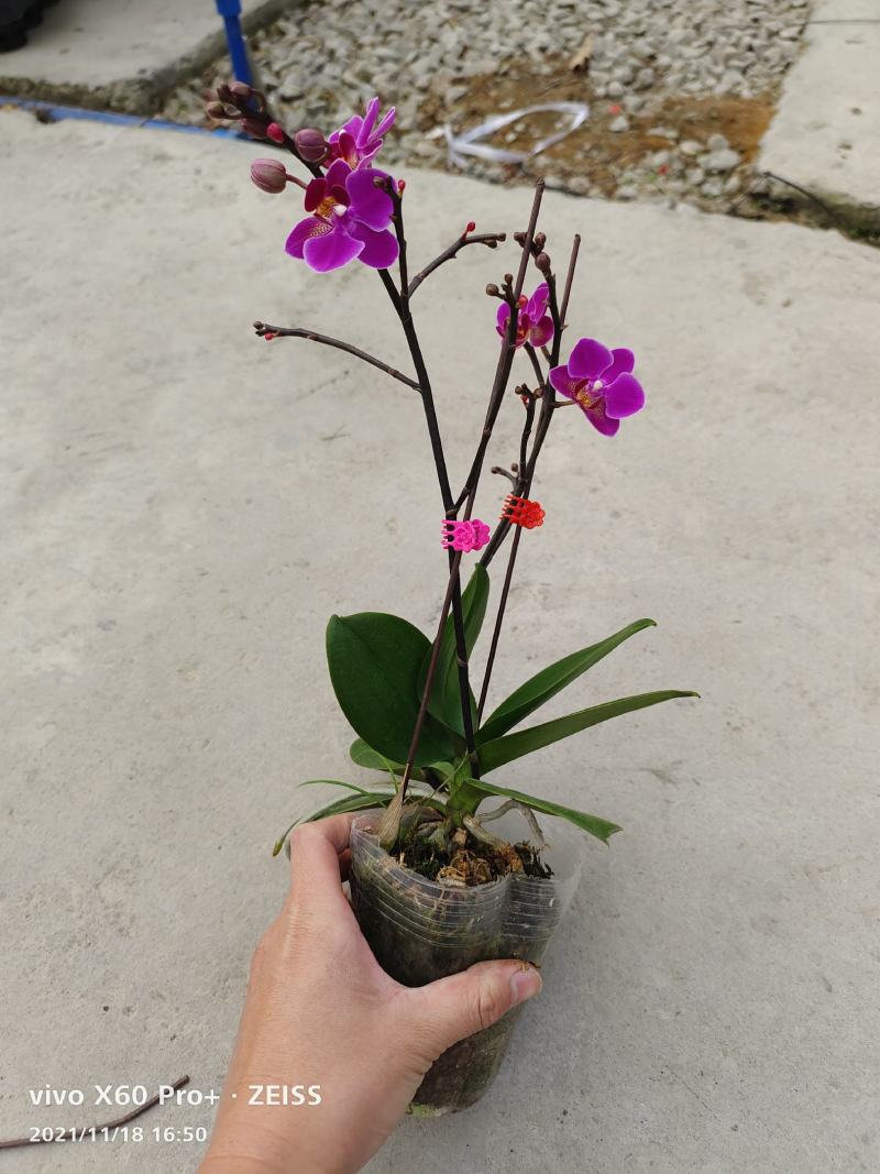 【蝴蝶兰】广州蝴蝶兰花浓香花色艳丽现带花箭量大价优