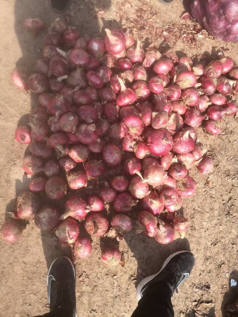 山东莒洋葱产地价格，80起步质量好电商发货，蔬菜批发市场
