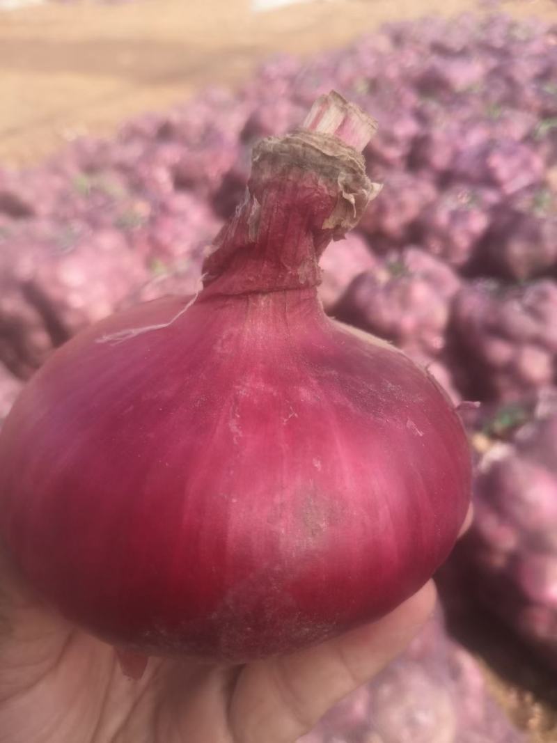 山东莒洋葱产地价格，80起步质量好电商发货，蔬菜批发市场