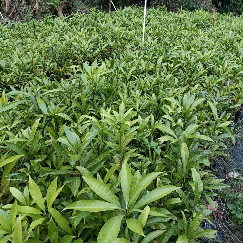 蛋黄果苗鸡蛋果苗庭院盆栽地栽基地直销南方果树苗