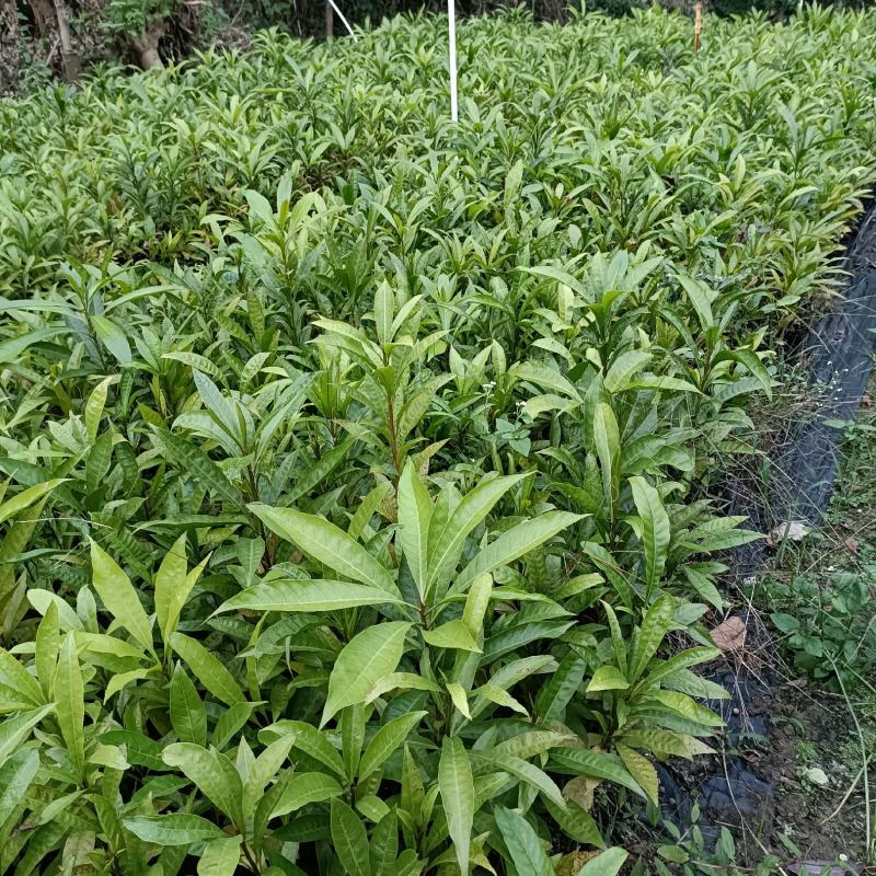 蛋黄果苗鸡蛋果苗庭院盆栽地栽基地直销南方果树苗