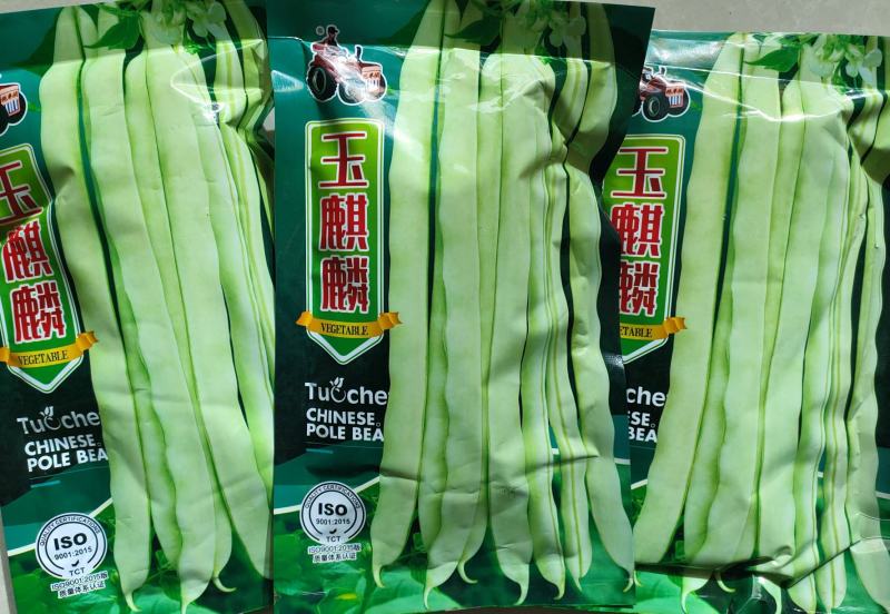 早熟无筋架豆种子九粒白种子老来少种子嫩绿色白不老种子
