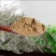 瞿麦粉超细破壁纯粉高品质瞿麦中药材药用泡水正品