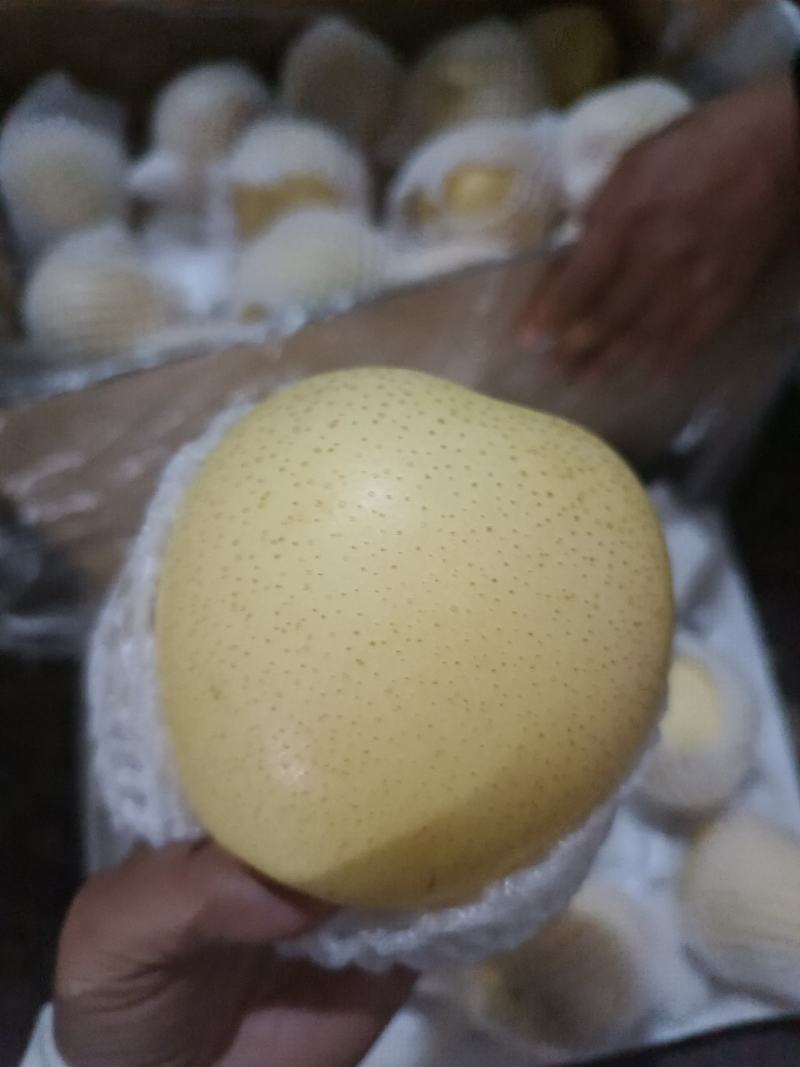 河北梨【白皇冠梨】个头特大皮毛细品质保证欢迎咨询