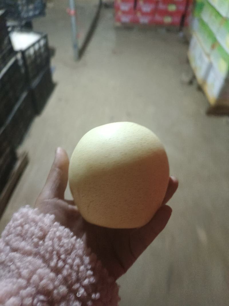 河北梨【白皇冠梨】个头特大皮毛细品质保证欢迎咨询