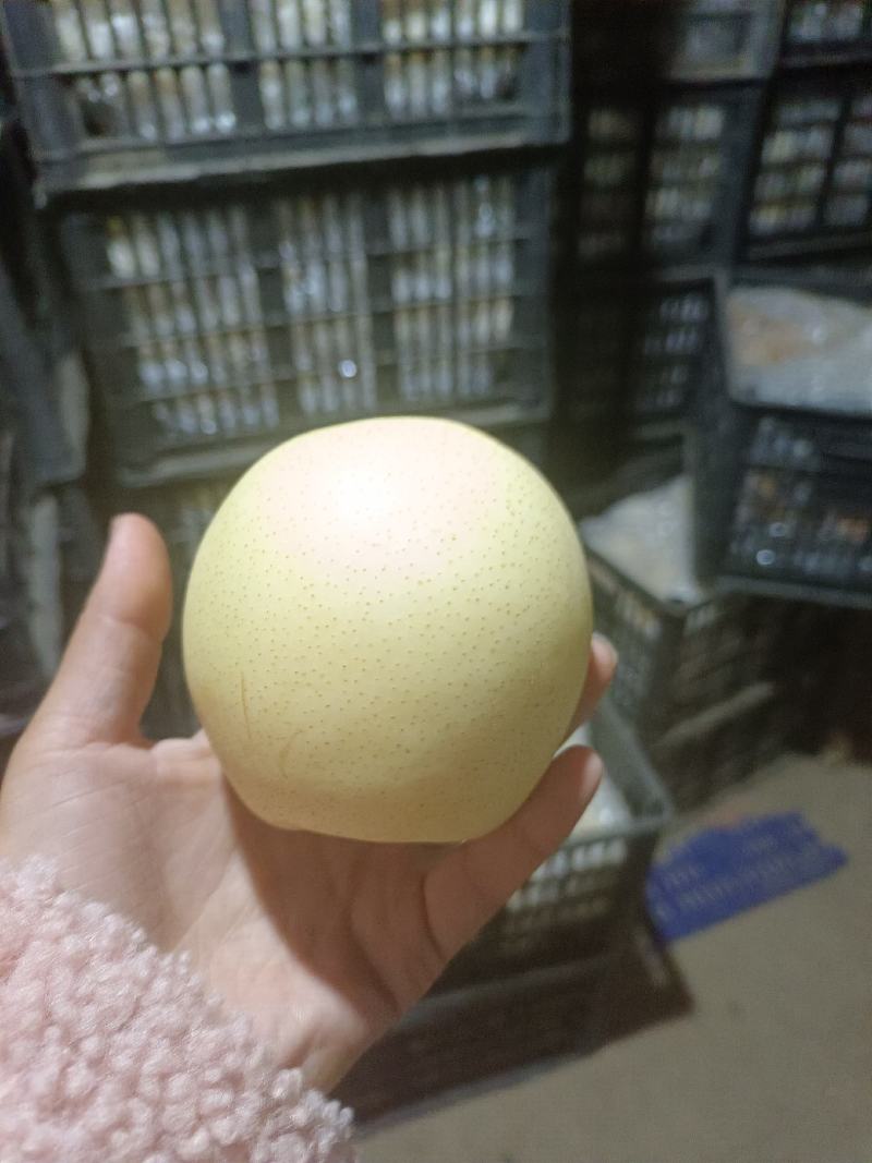 河北梨【白皇冠梨】个头特大皮毛细品质保证欢迎咨询