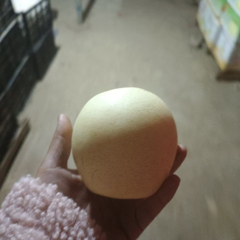 河北梨【白皇冠梨】个头特大皮毛细品质保证欢迎咨询