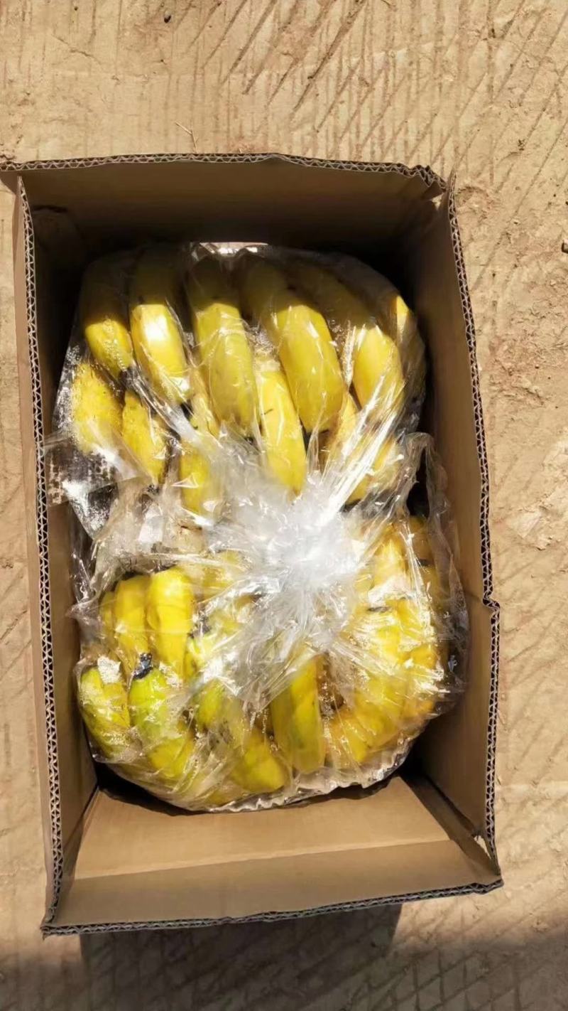 {质量保障}广西云南香蕉常年供应果面干净无黑心无硬心