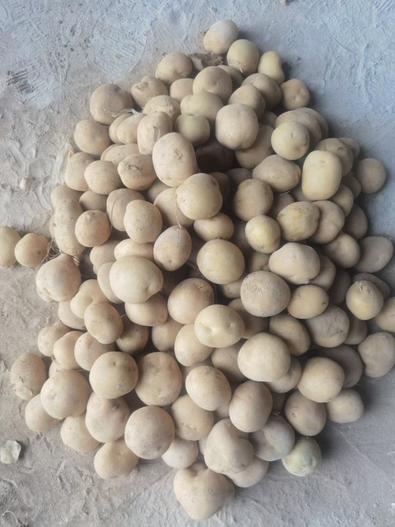陕北土豆电商货二两至四两，白皮白心，黄皮黄心大量供应中