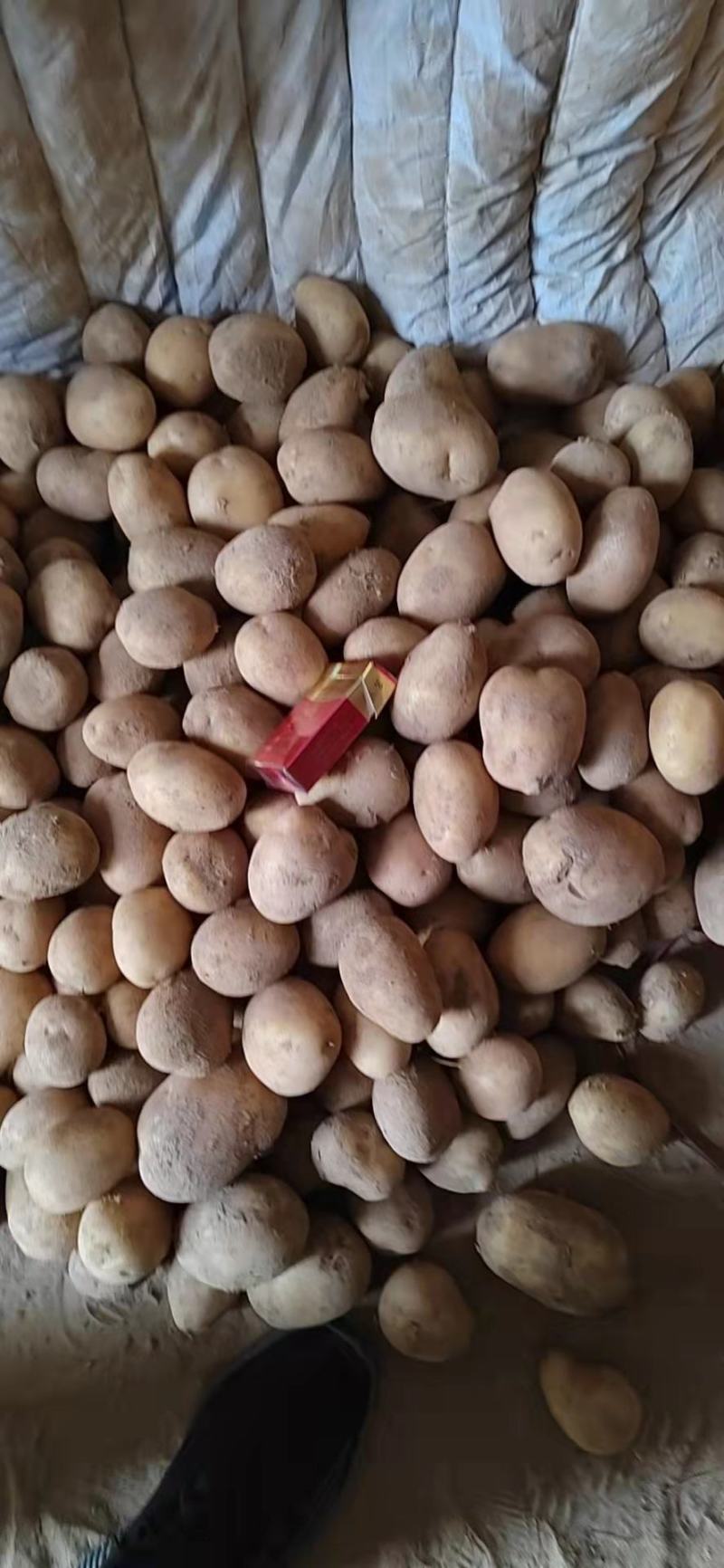 陕北土豆电商货二两至四两，白皮白心，黄皮黄心大量供应中