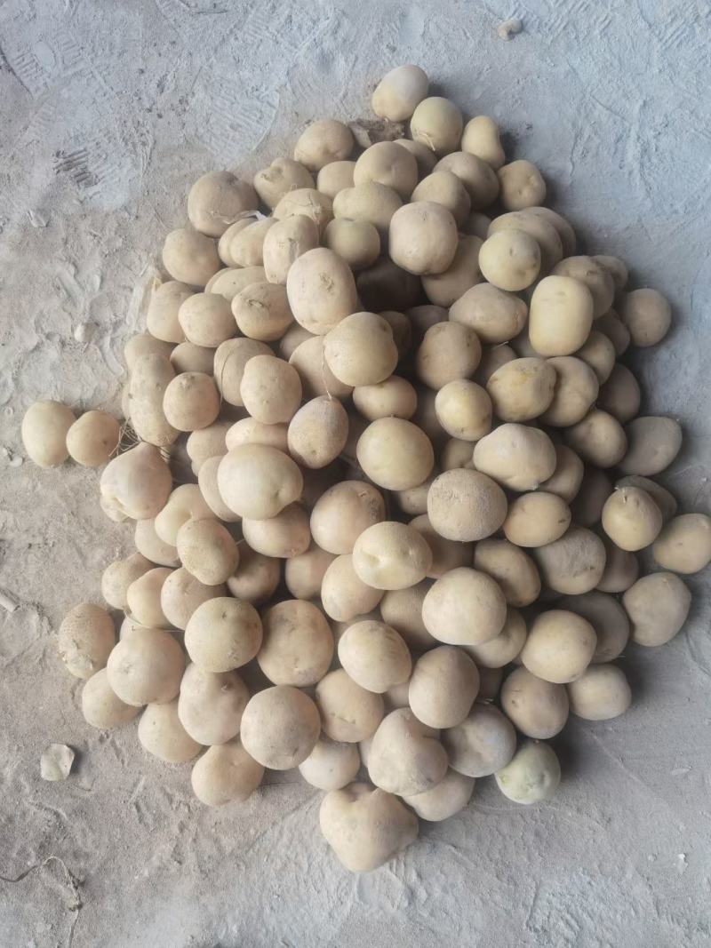 陕北土豆电商货二两至四两，白皮白心，黄皮黄心大量供应中