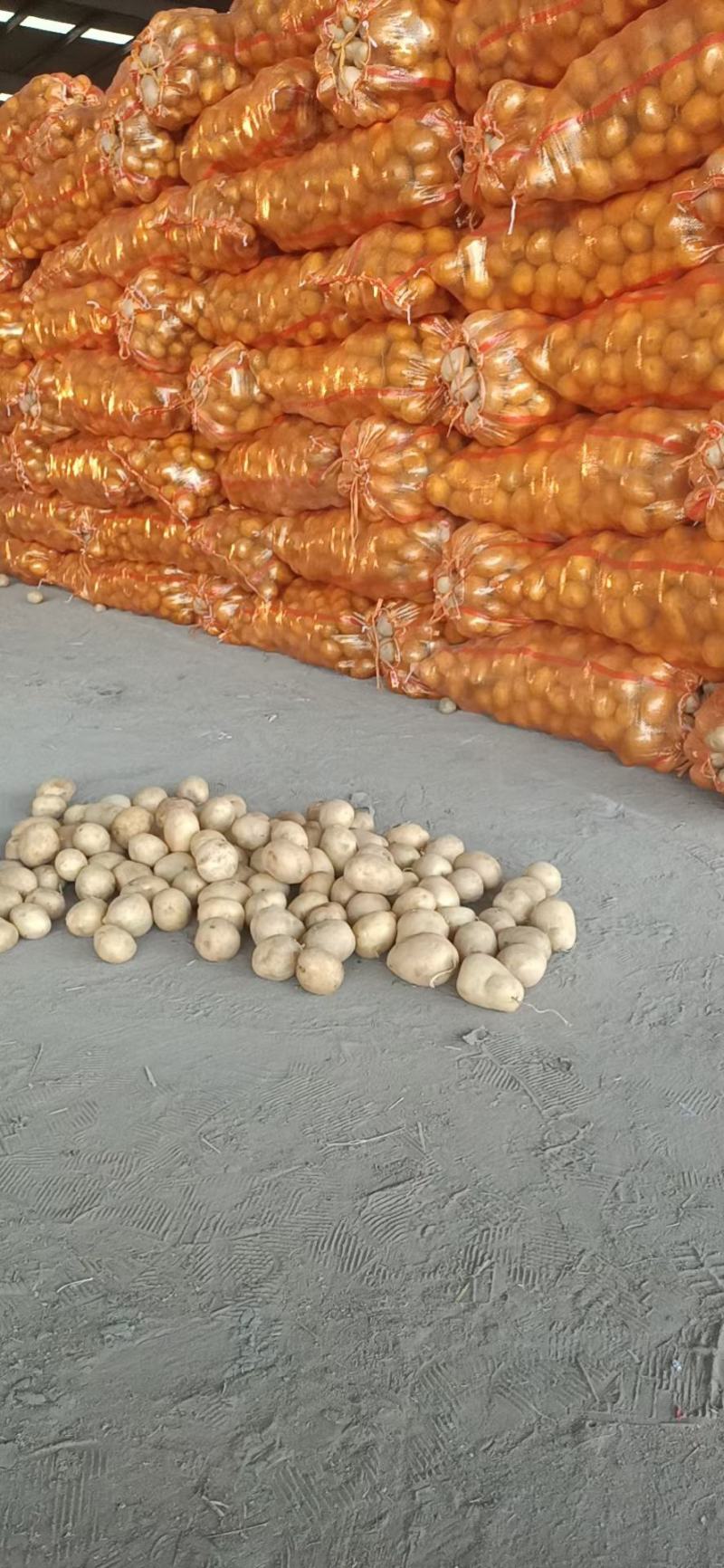 陕北土豆电商货二两至四两，白皮白心，黄皮黄心大量供应中