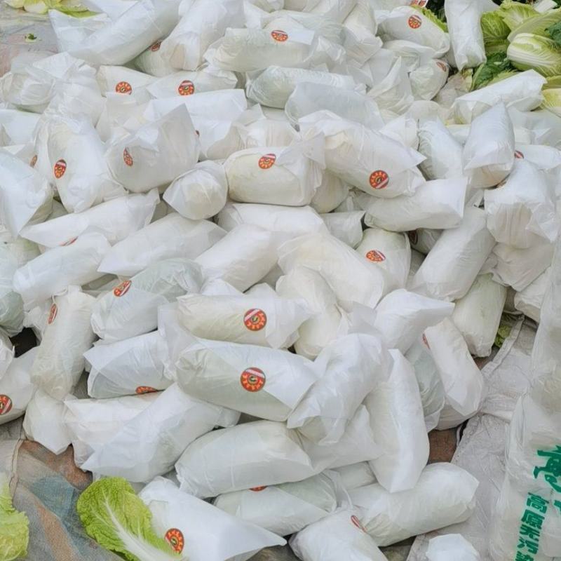 娃娃菜，半毛菜、大娃净菜大量上市，产地直销，一手货源