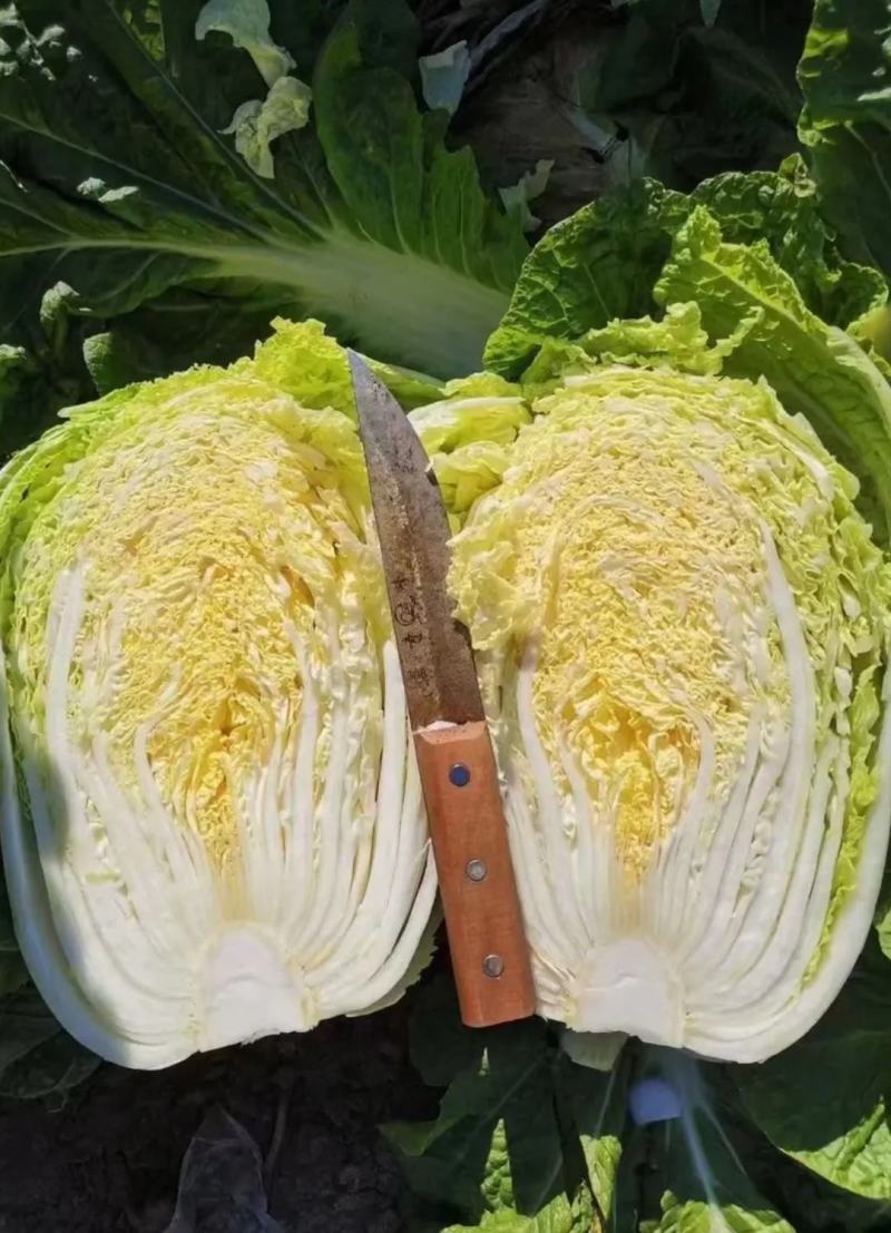 娃娃菜，半毛菜、大娃净菜大量上市，产地直销，一手货源