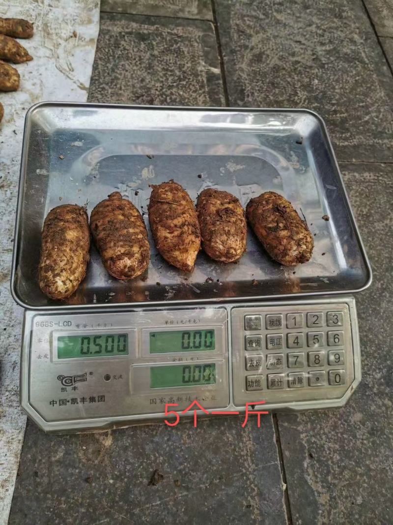 昭通小草坝鲜天麻一个一斤礼盒包装五斤起包邮