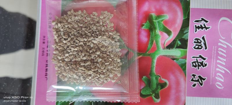 硬粉西红柿种子，越夏秋延越冬大棚栽培，粉红大果，抗病高产