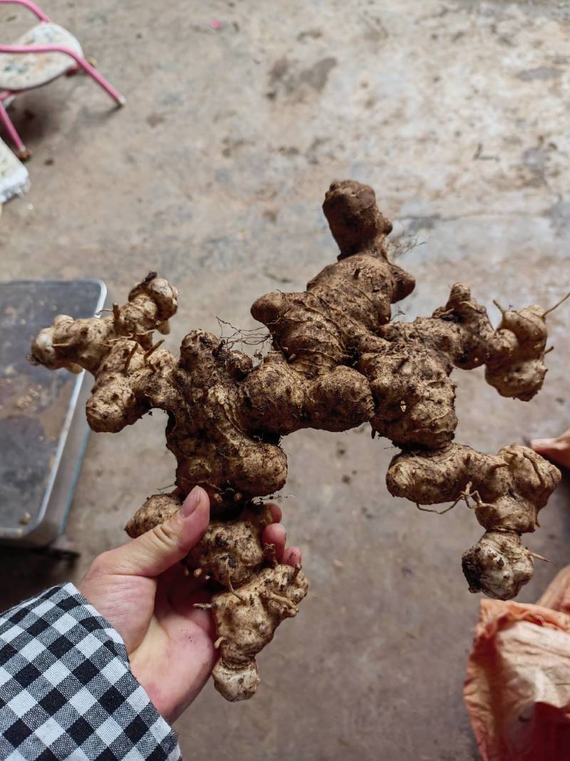 黄精，野生新鲜黄精，姜型倒苗黄精，去根须产地直销，