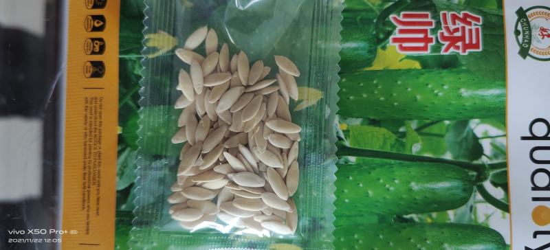 高品质口感型的高产抗病性强水果黄瓜种子，一手货源厂家直供