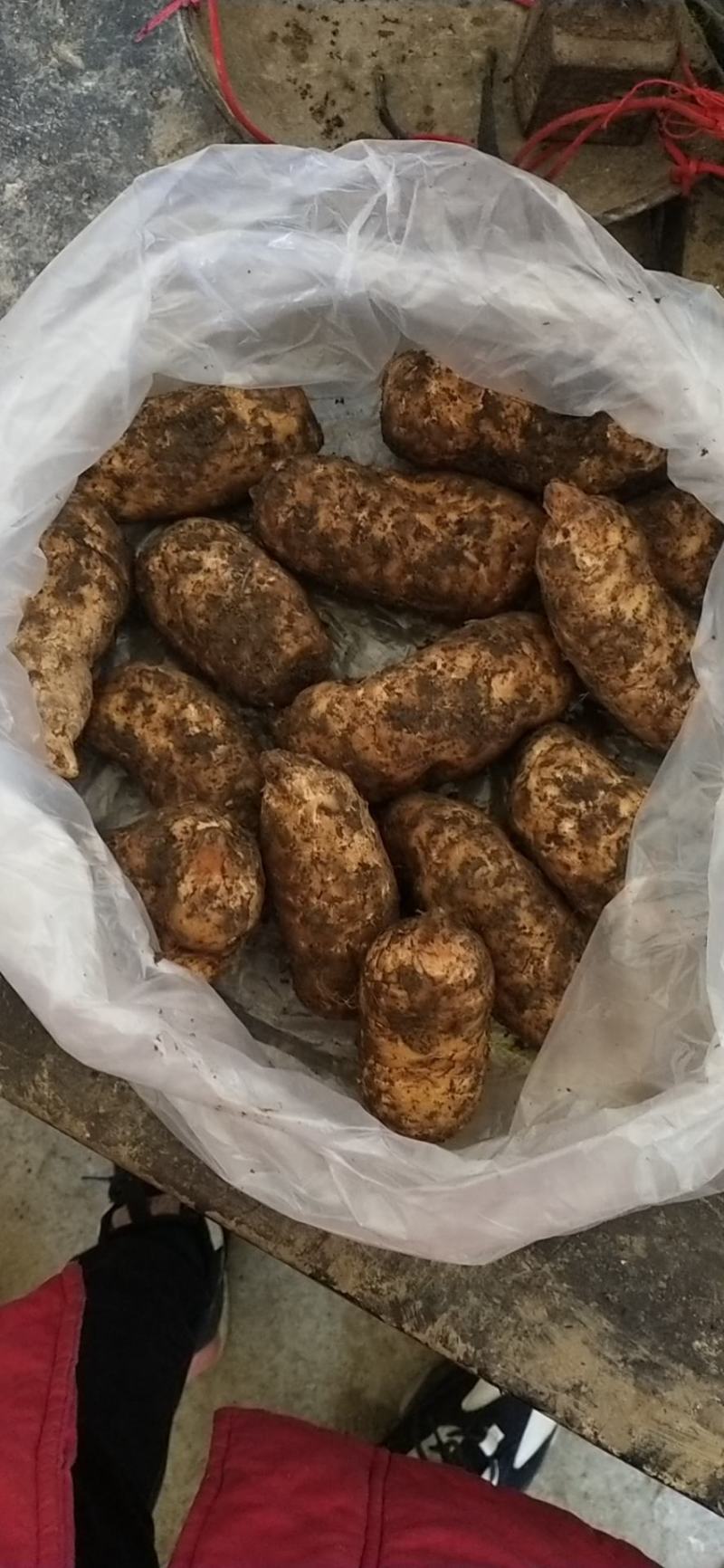 昭通小草坝鲜天麻6至7个一斤礼盒包装五斤起包邮