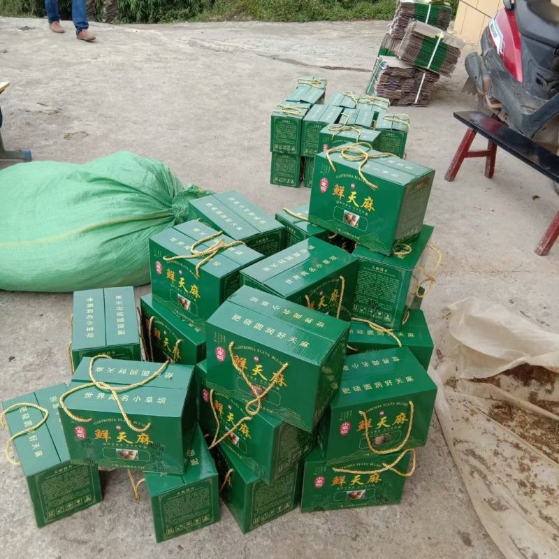 昭通小草坝鲜天麻6至7个一斤礼盒包装五斤起包邮