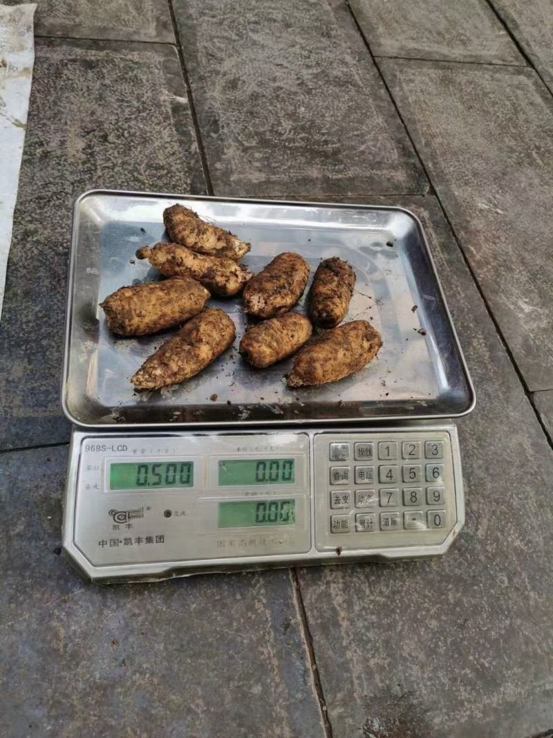 昭通小草坝鲜天麻6至7个一斤礼盒包装五斤起包邮