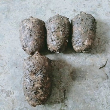 正宗昭通小草坝鲜天麻3至4个一斤礼盒包装五斤起包邮